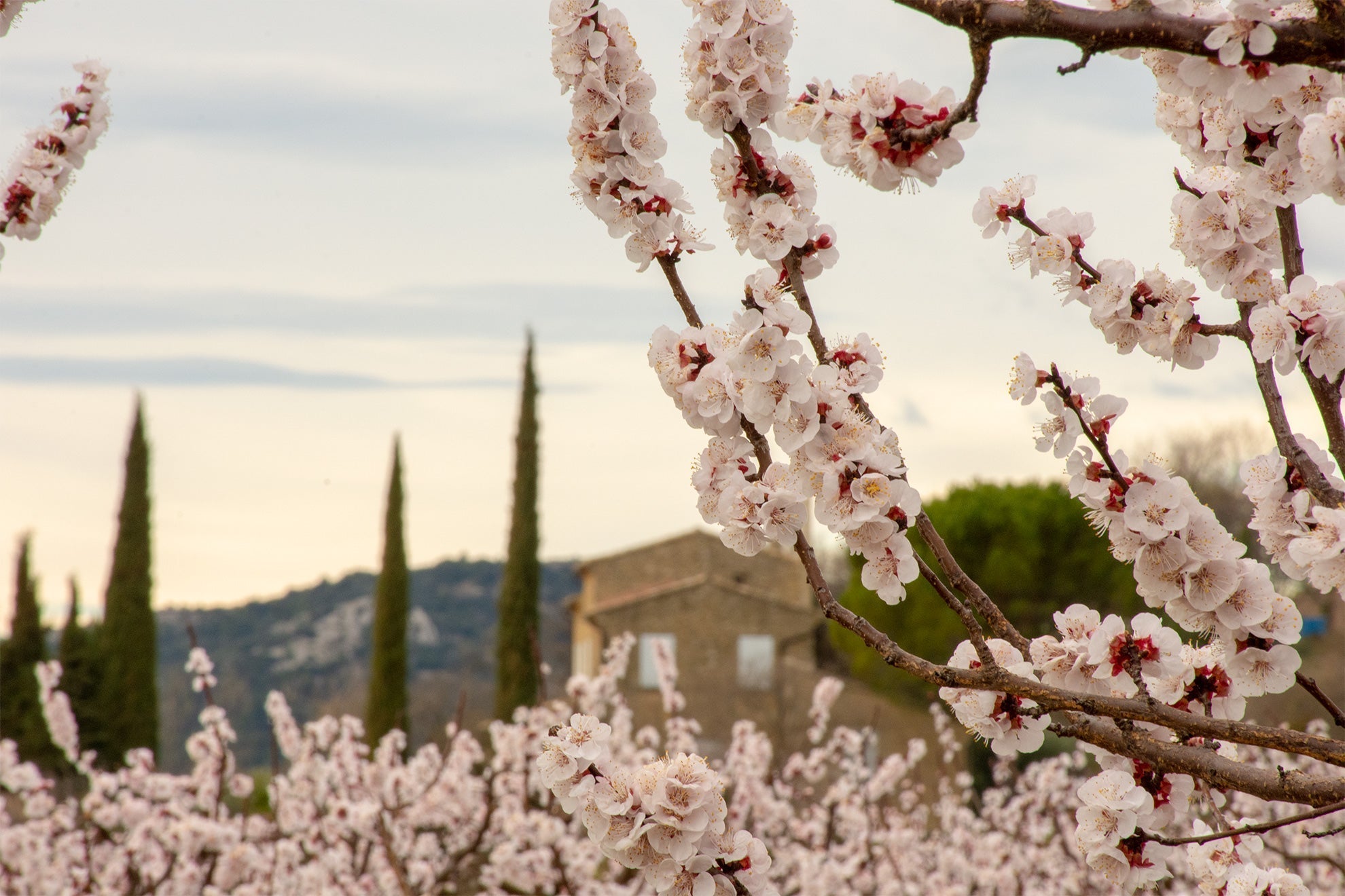 Traditional French wedding gift ideas for 2025 couples