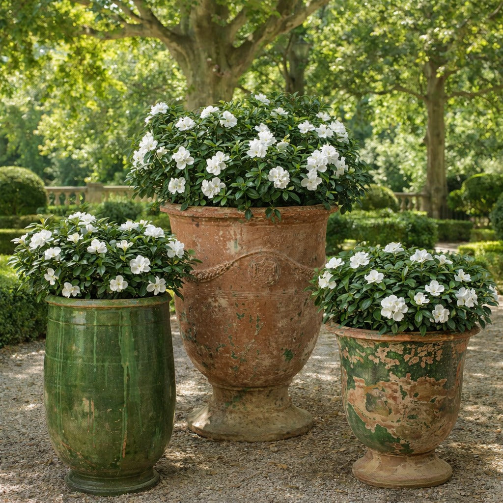 Antique French Terracotta Garden Pots and Planters