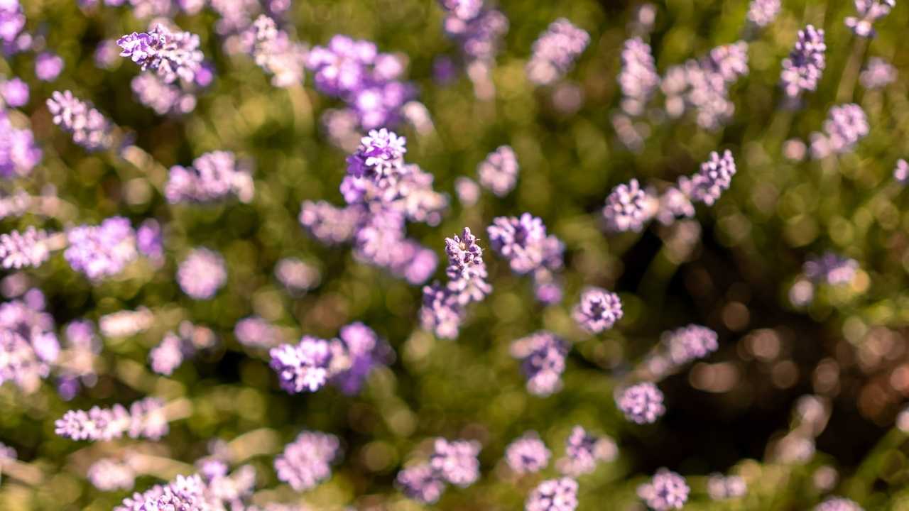 Botanical Artwork
