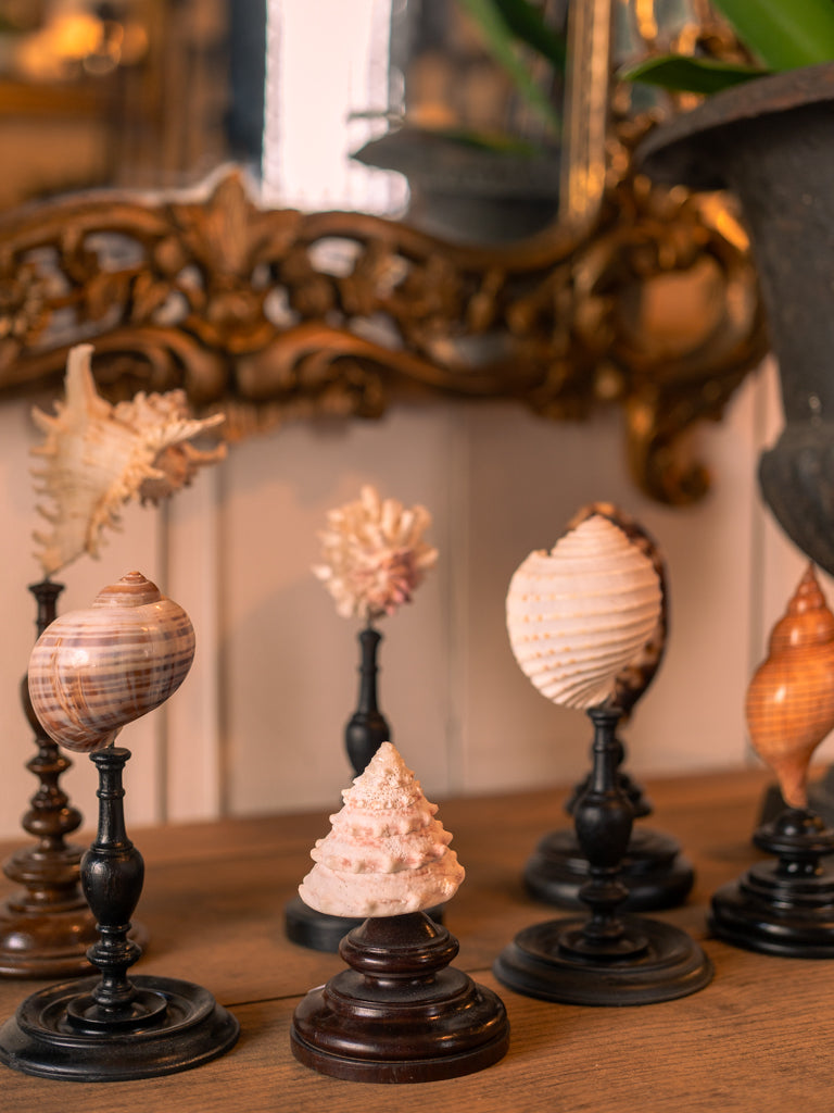 Display of 7 Mounted Seashells on Turned Wood Stands - 11½"