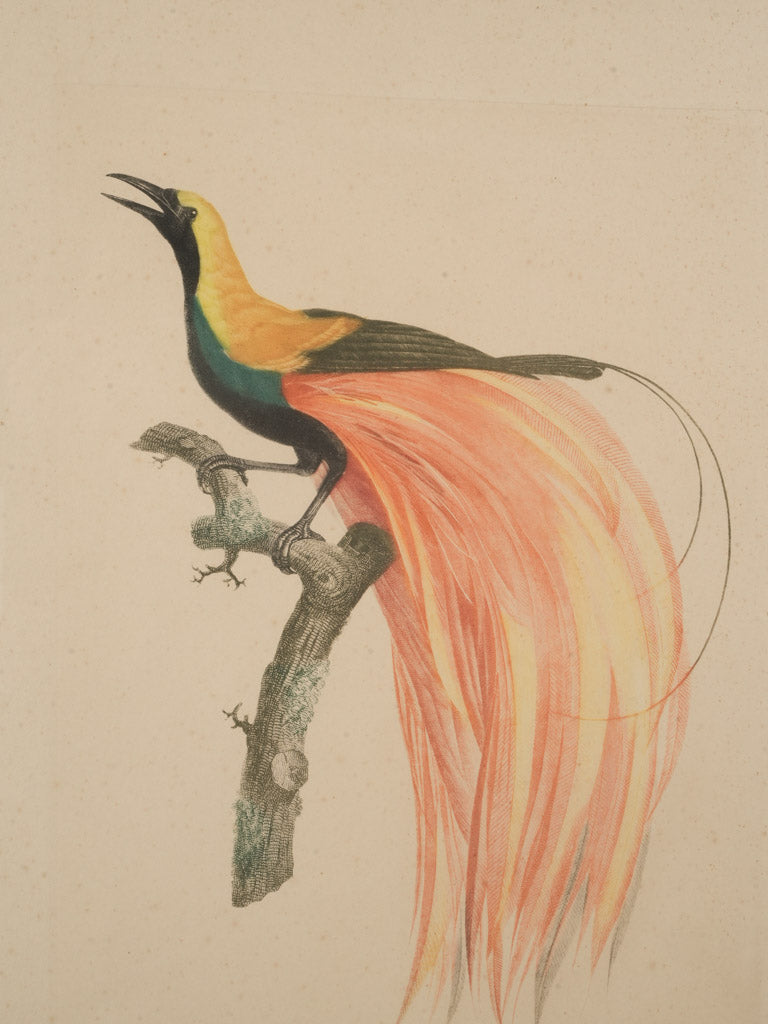 Antique framed nature illustration