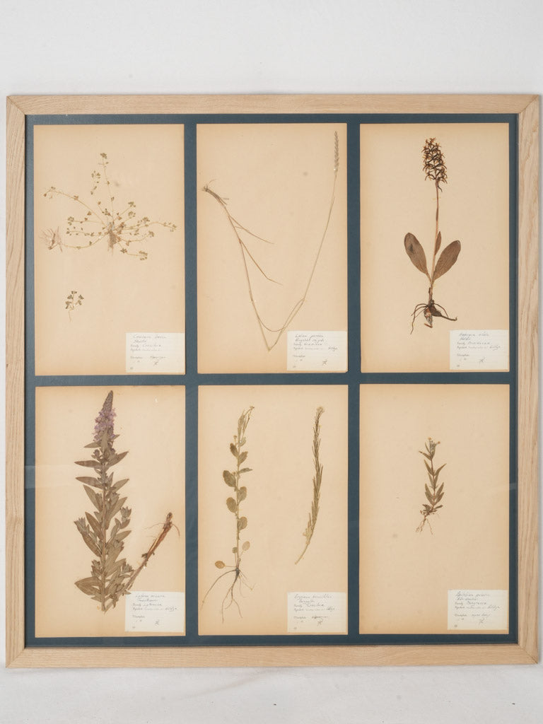 Antique Swedish botanical art set