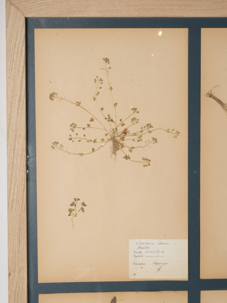 Vintage oak-framed plant collection