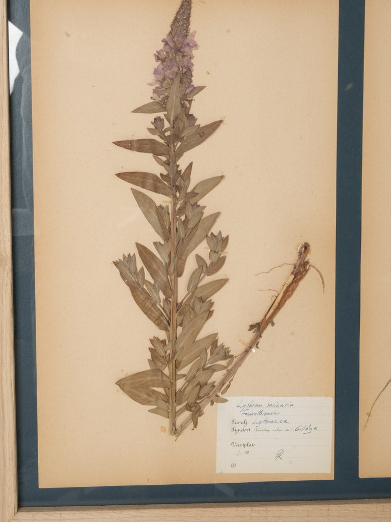 Original labeled Swedish herbarium