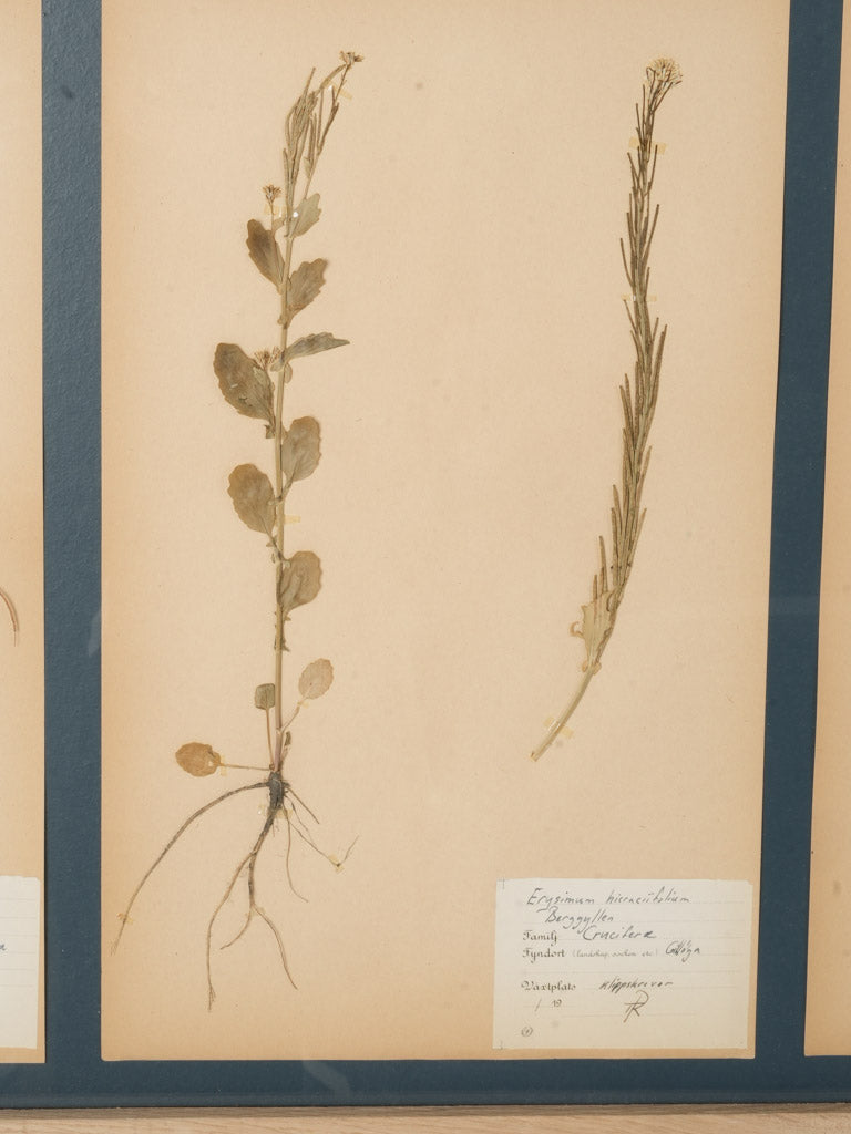 Elegantly preserved Swedish herbarium