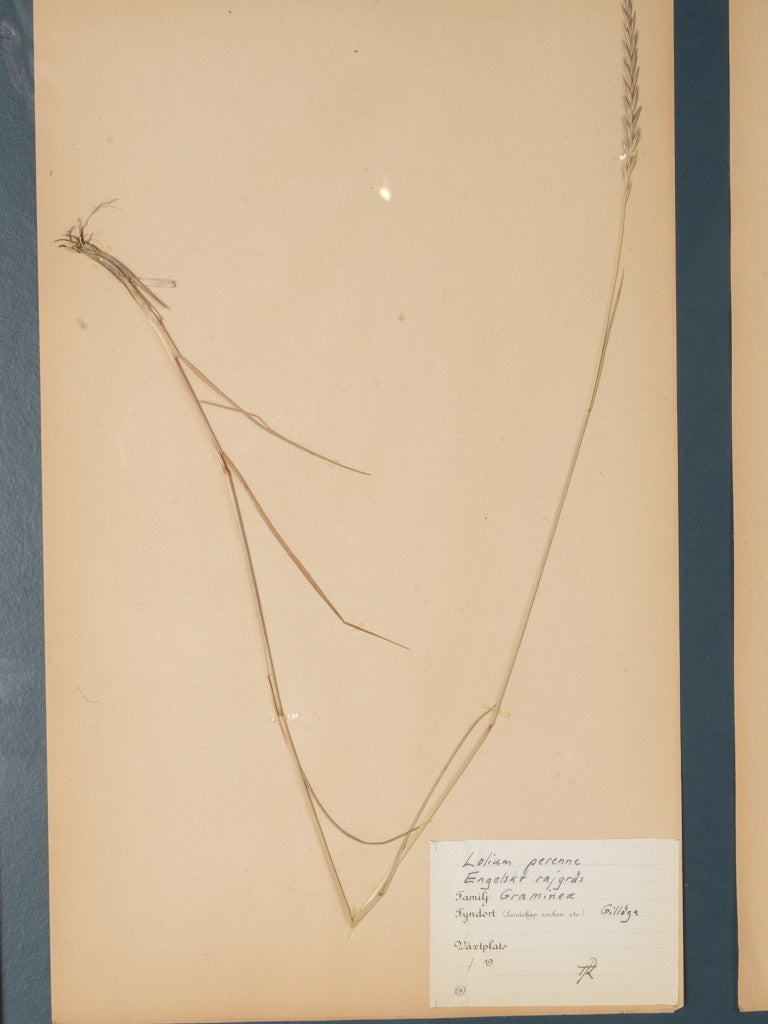 Rustic mid-century herbarium arrangement