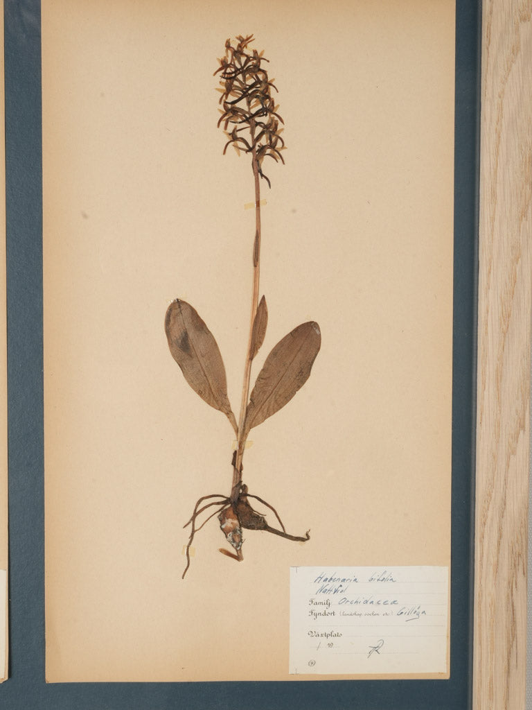 Delicate botanical sheet collection
