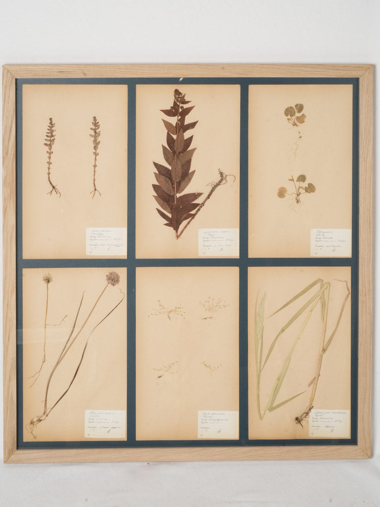 Vintage Swedish framed botanical display