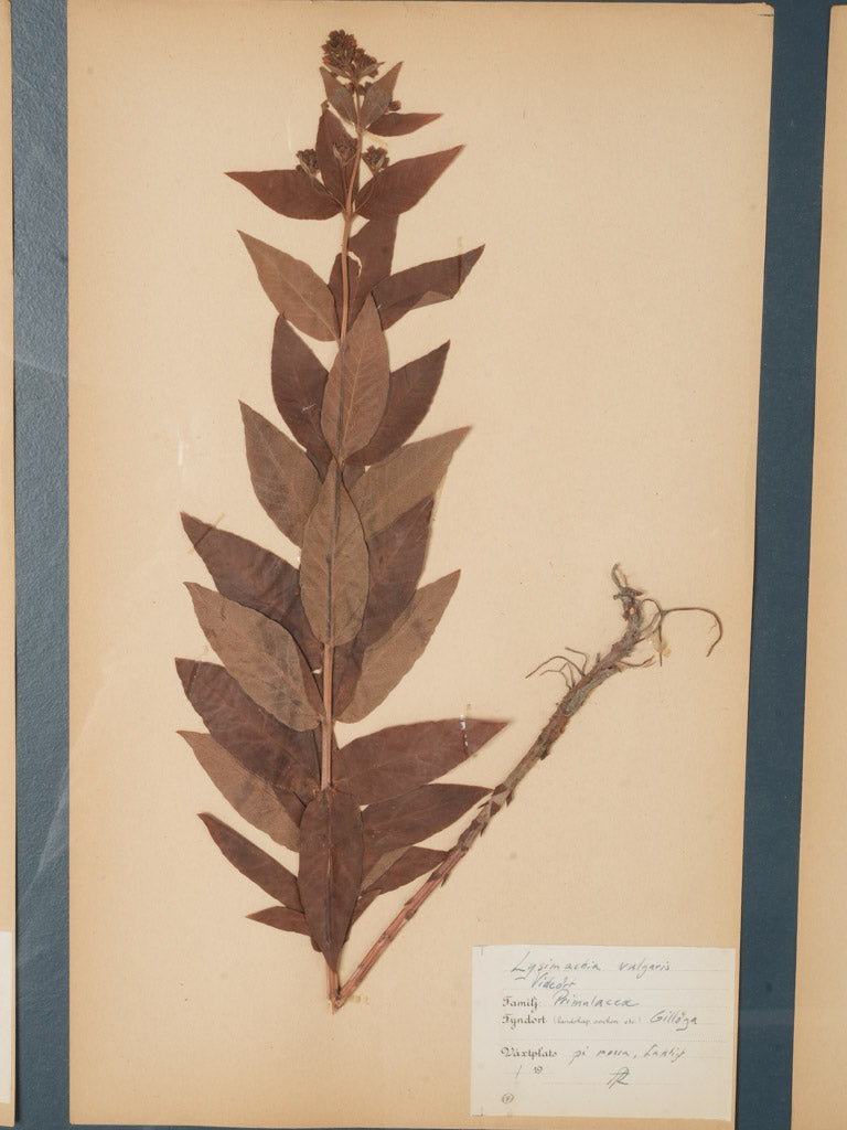 Handwritten notes plant specimen art