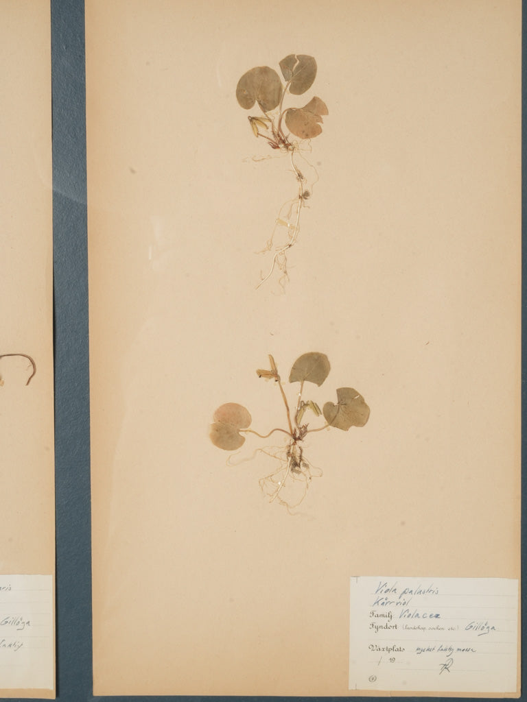 Minimalist oak-finished botanical decor