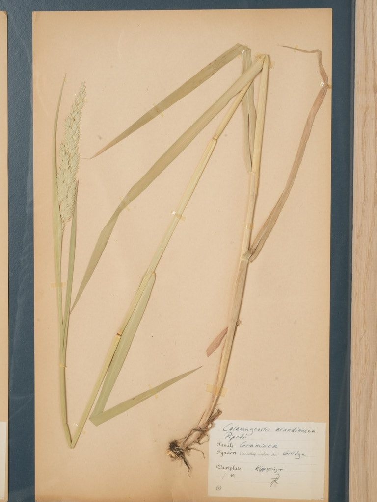 Elegant dark mat plant artwork