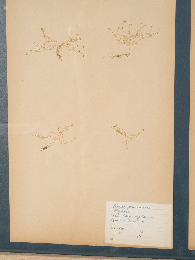 Preserved natural beauty herbarium sheet