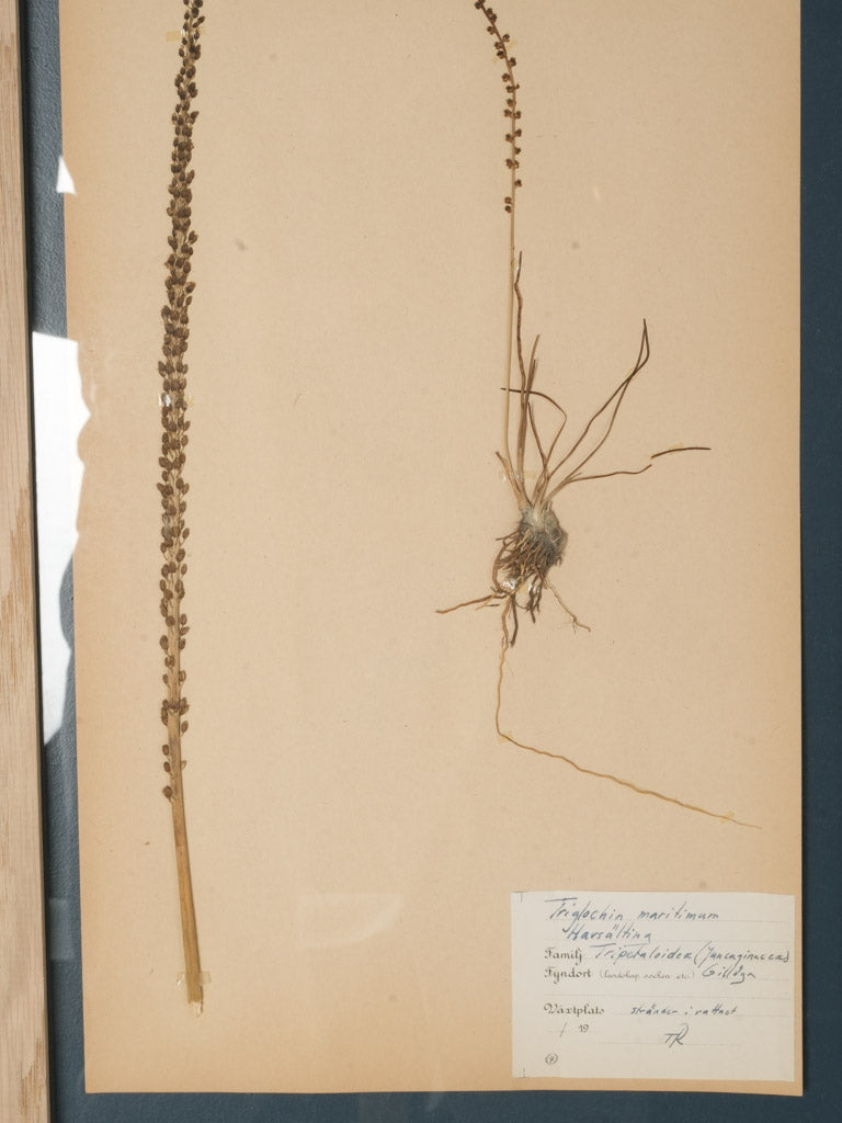 Mid-century herbarium with oak frame