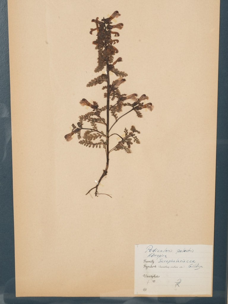 Authentic Swedish herbarium wall decor
