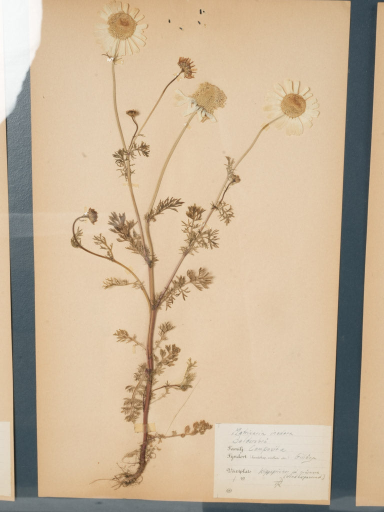 Meticulously labeled vintage plant collection