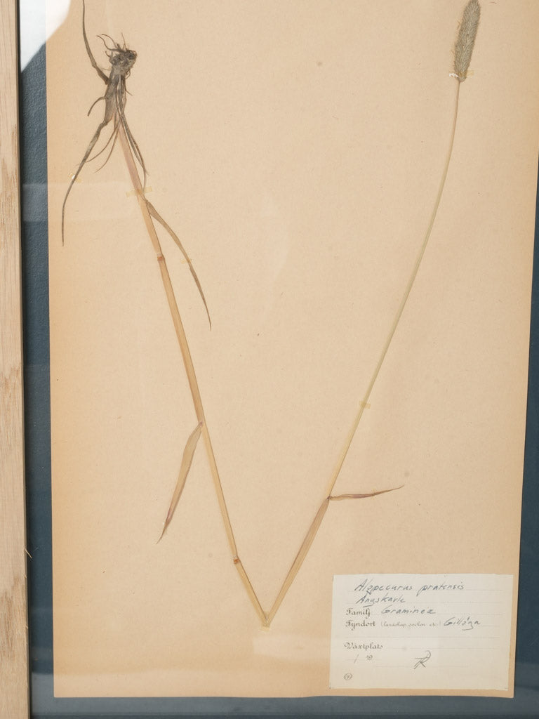 Classic botanical specimens in oak