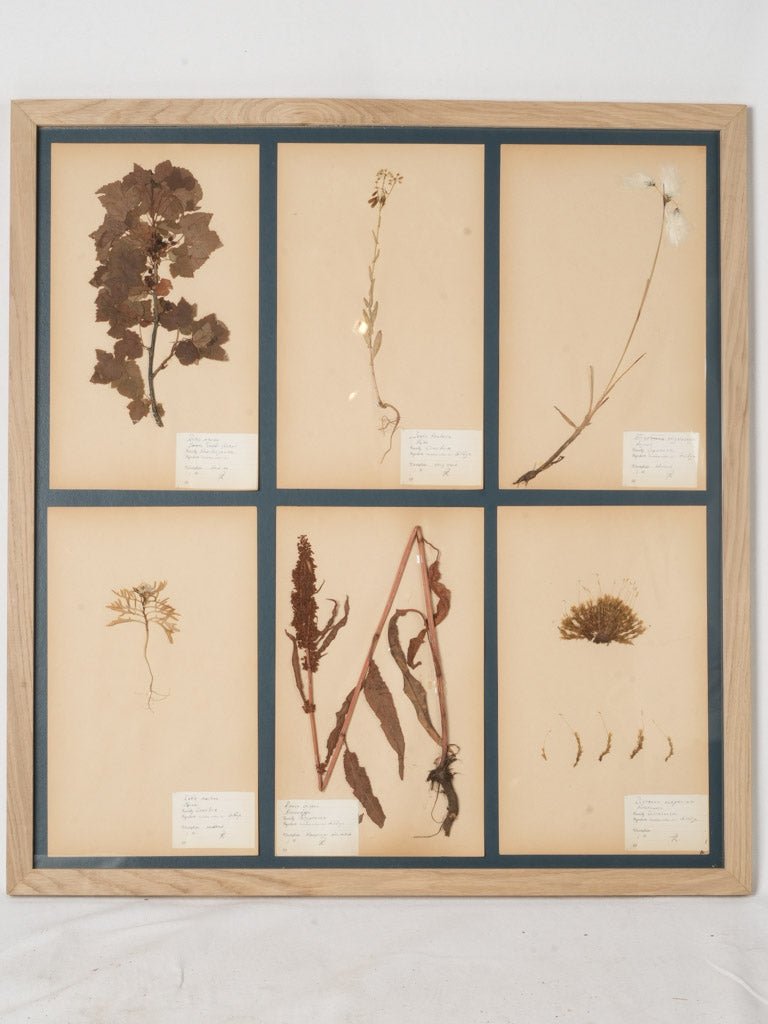 Vintage Swedish Botanical Wall Art