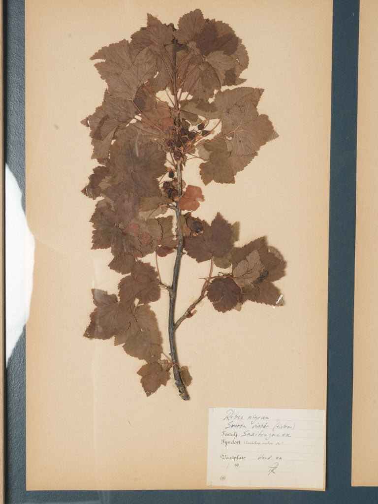 Elegant Mid-Century Herbarium Decor