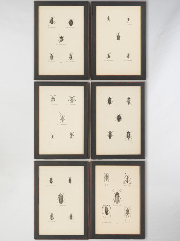 Antique engraved entomology prints set
