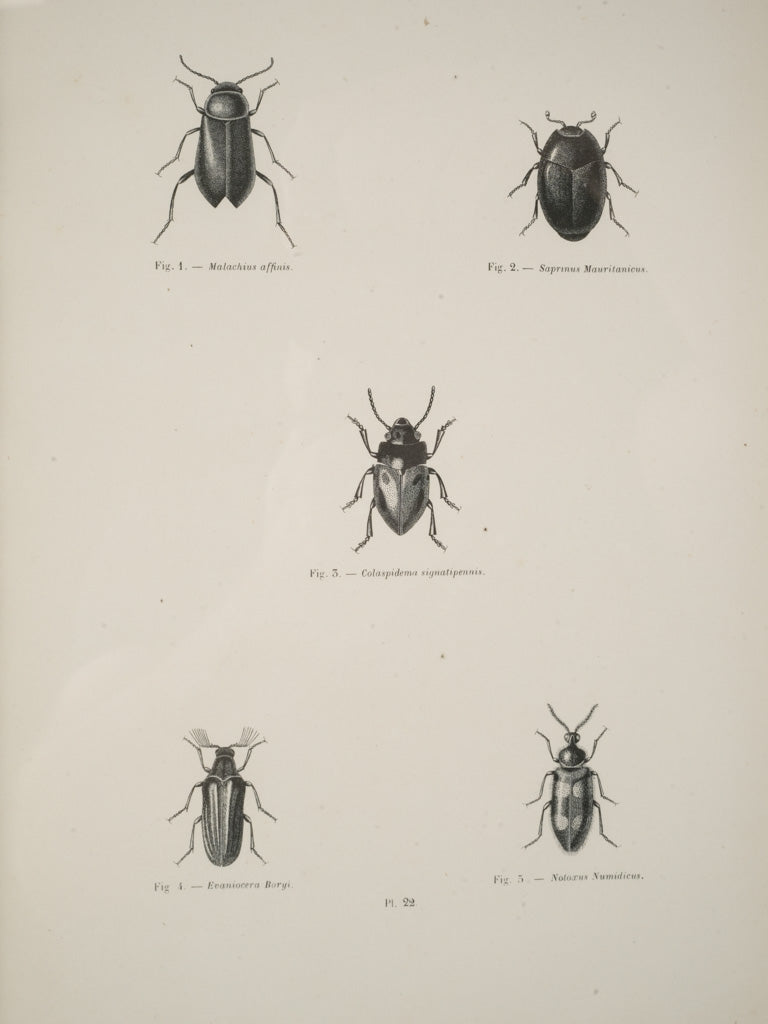 Patina-rich antique artwork prints