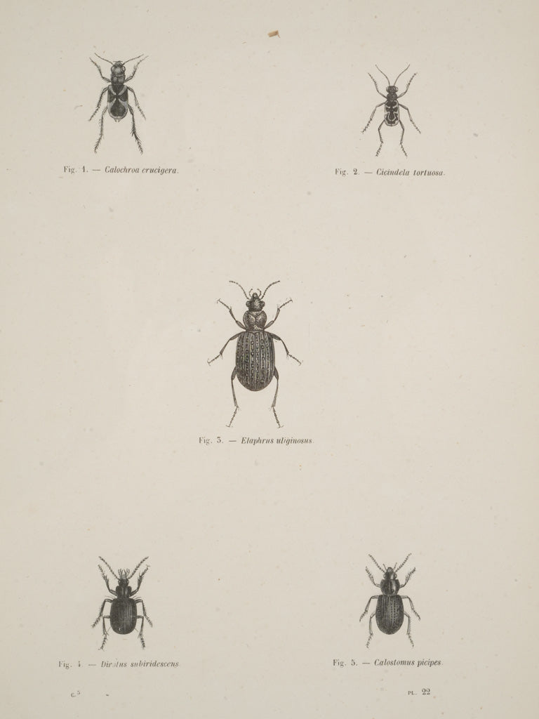 Detailed circa 1900 insect engravings