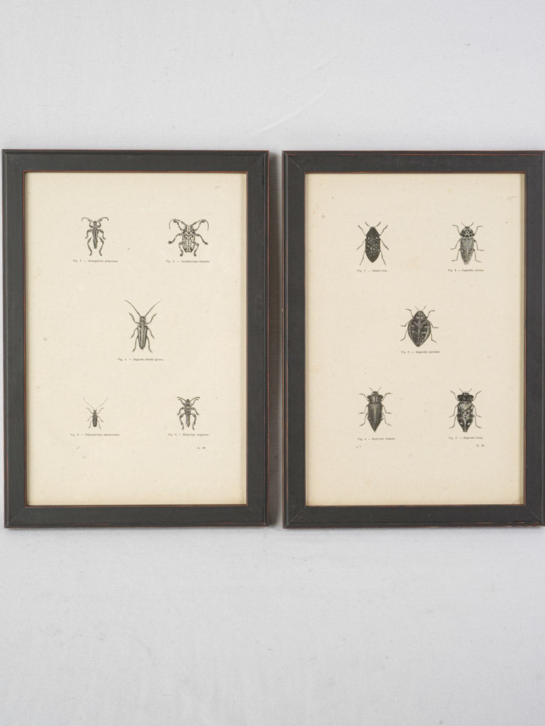 Historical Latin-named insect engravings