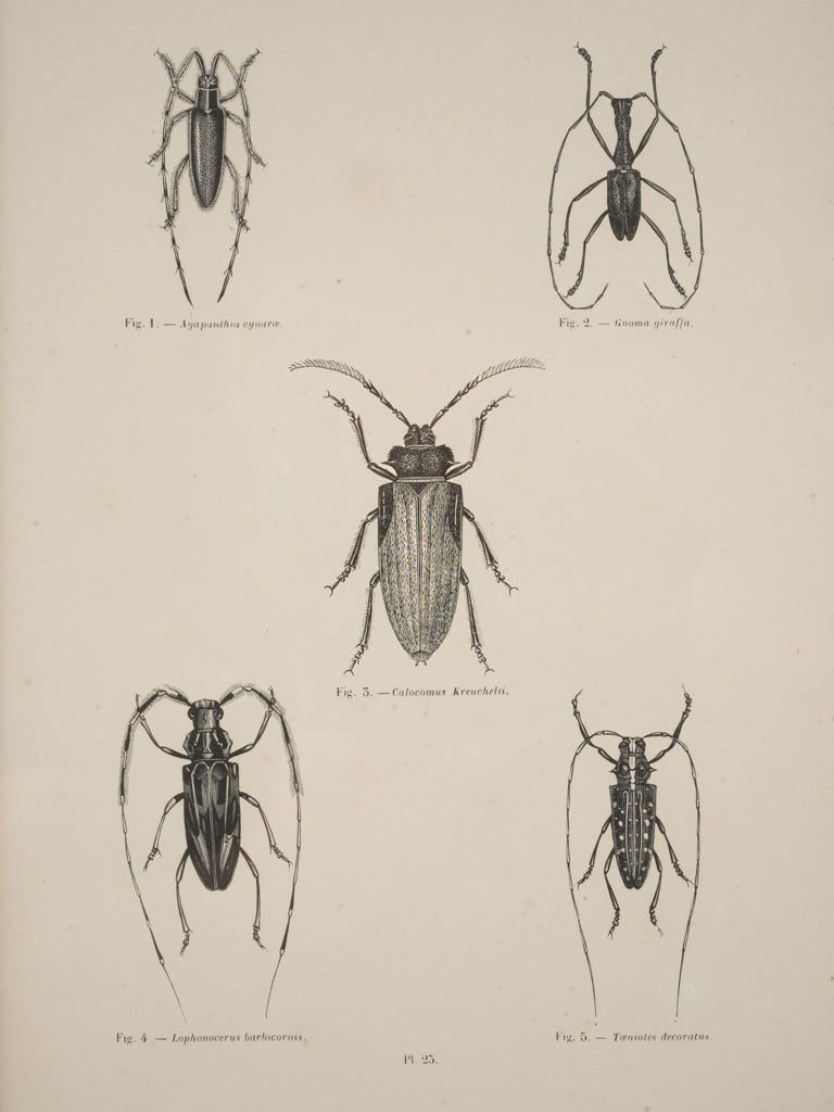 Aged authentic entomology art pieces