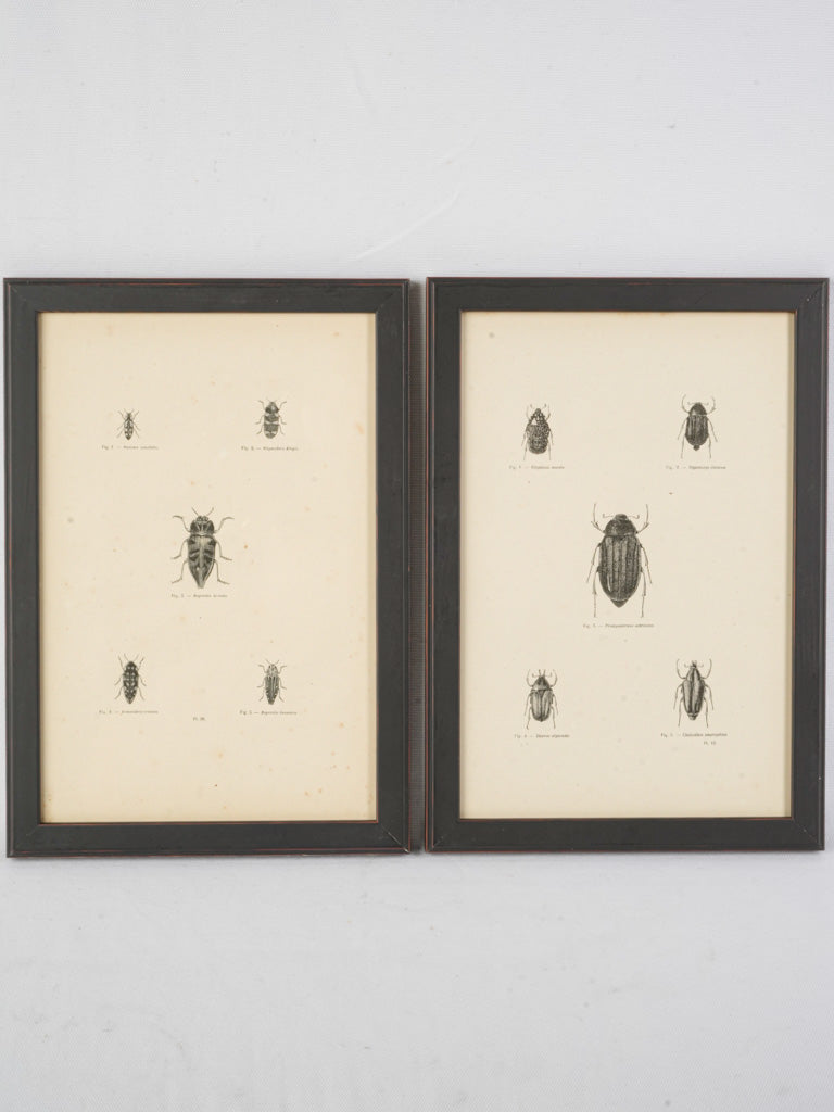 Vintage entomology illustration collection