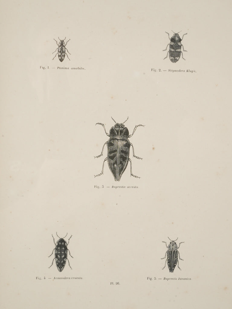 Academic insect engraving set