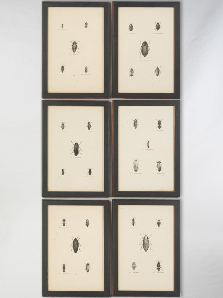 Antique detailed insect engravings