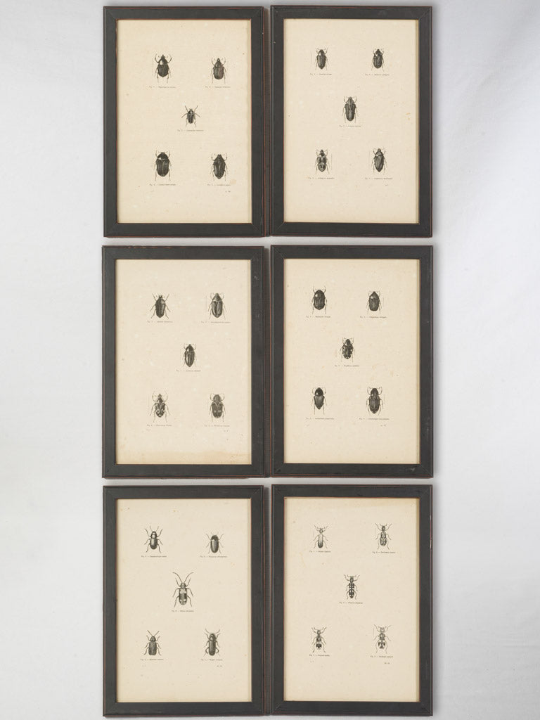 Exquisite vintage engravings set