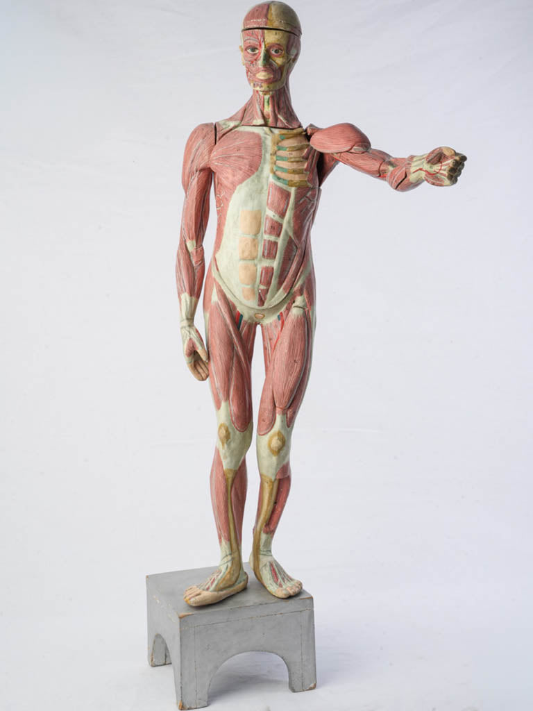 Antique papier-mâché anatomical model
