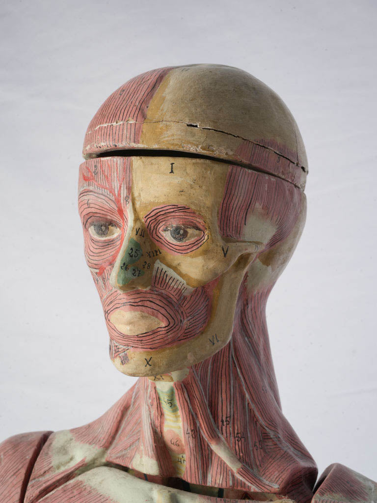 Century-old anatomical study form