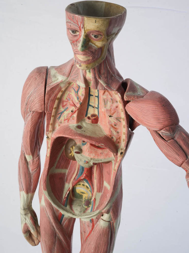 Aged academic skeletal mannequin