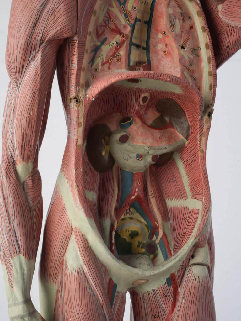 Timeworn muscular anatomical model