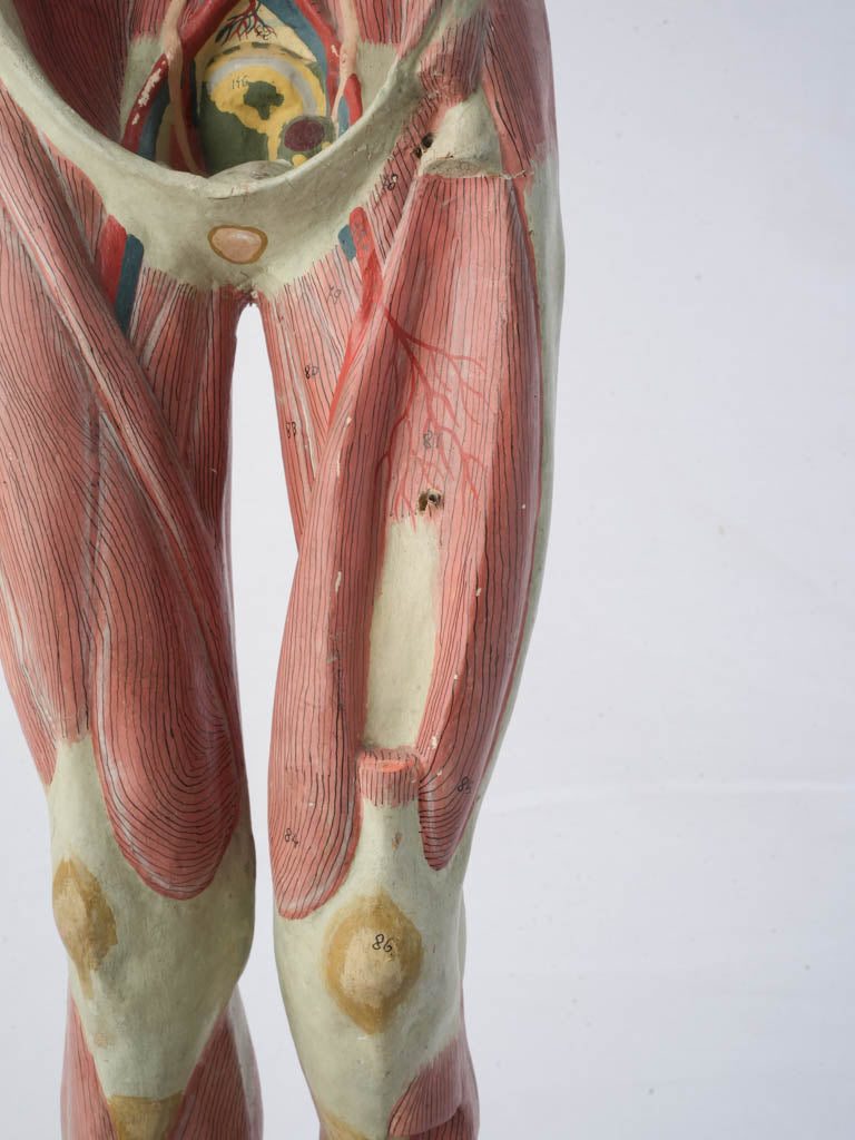 Historic anatomical artistry model