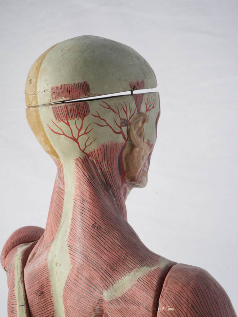 Elegant sculptural educational piece