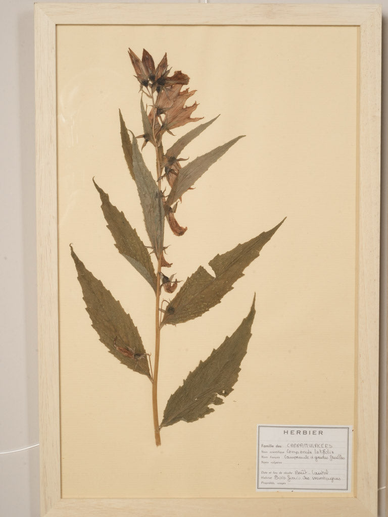 Timeworn wooden-framed plant specimens