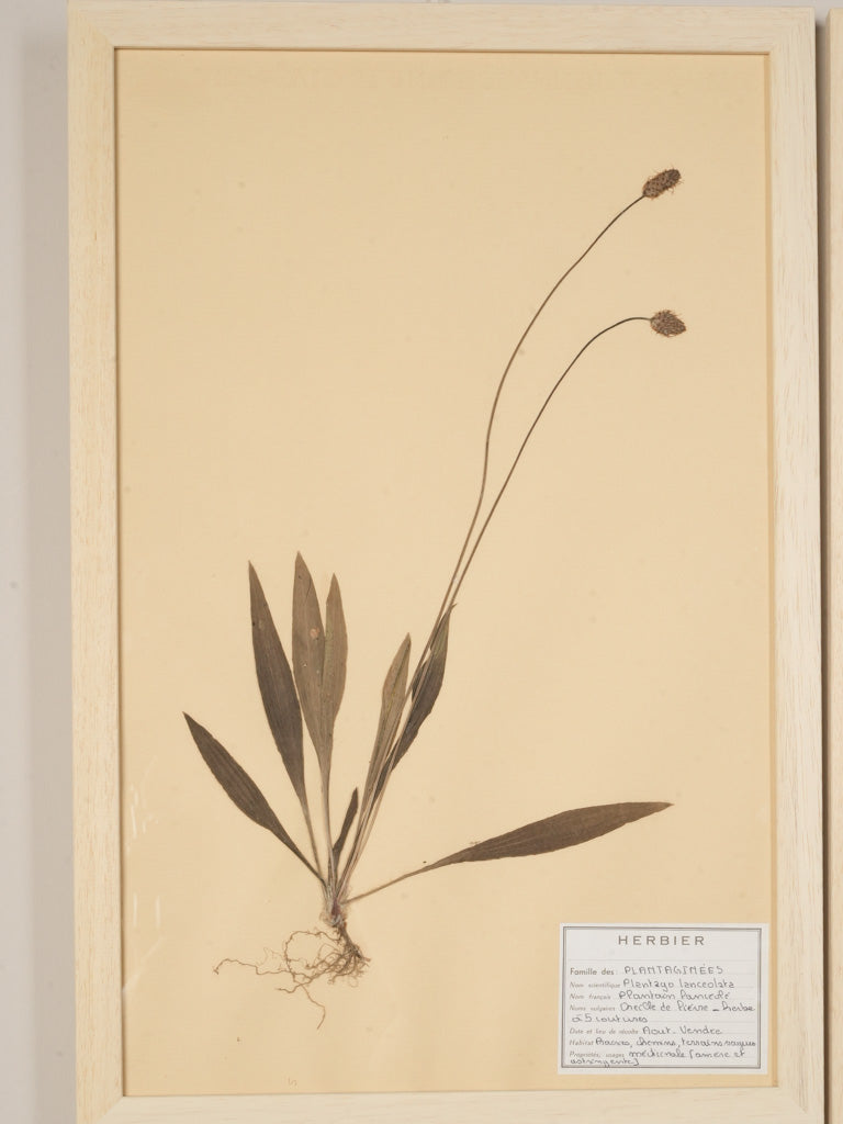 Elegant muted tone botanical display