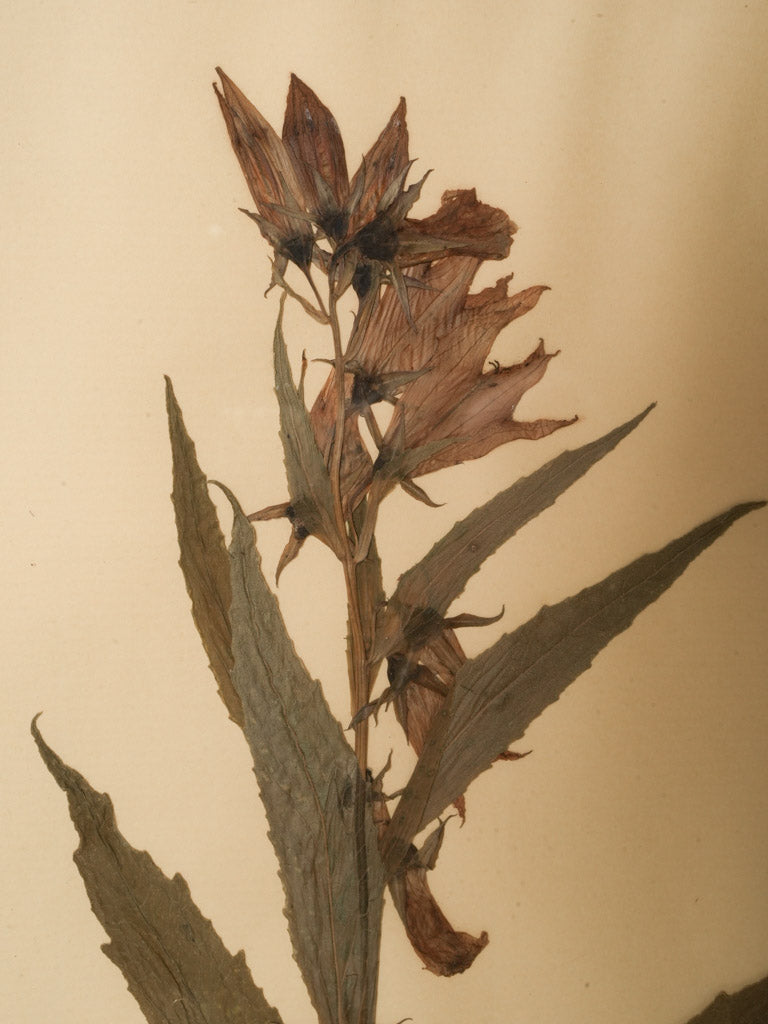 Delicate flowering spray compositions