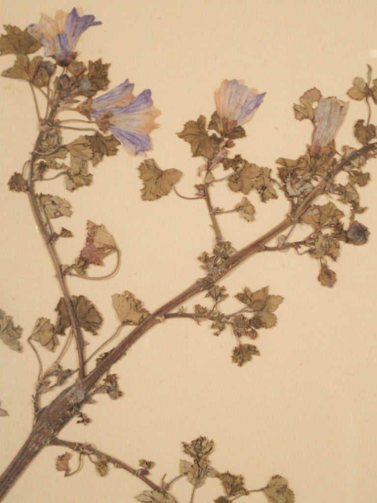 Rustic educational plant specimen art