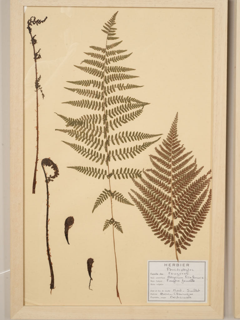 Timeworn cream naturalist specimen sheets