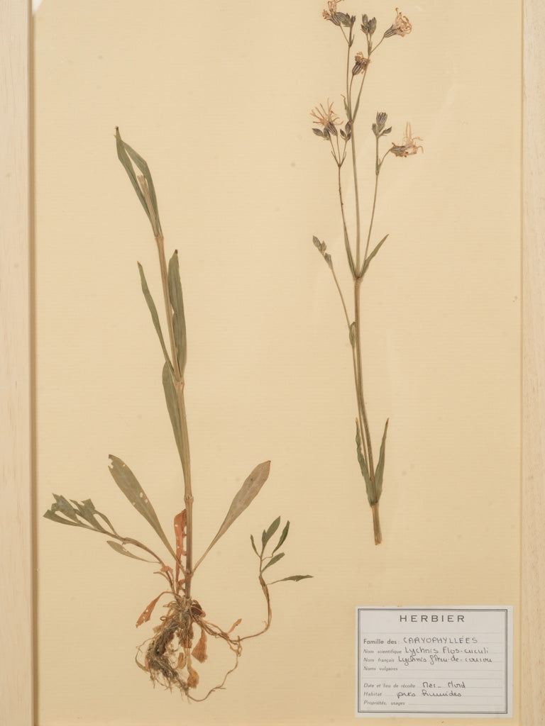 Sepia toned pressed floral art