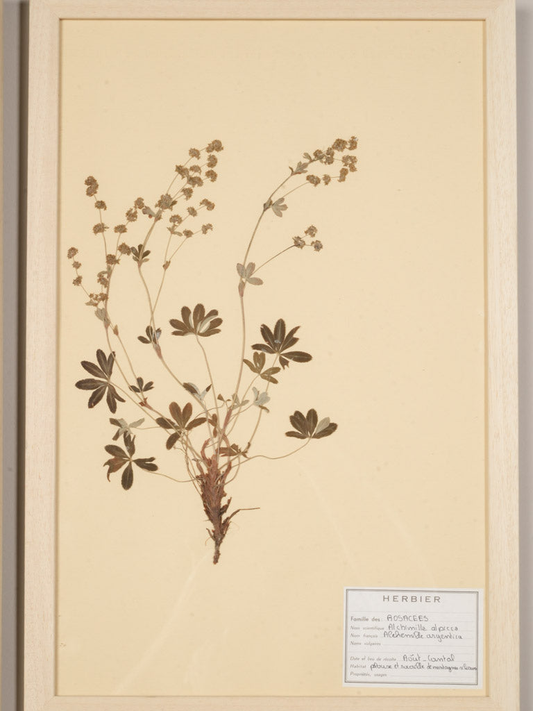 Elegant negative space herbarium frames