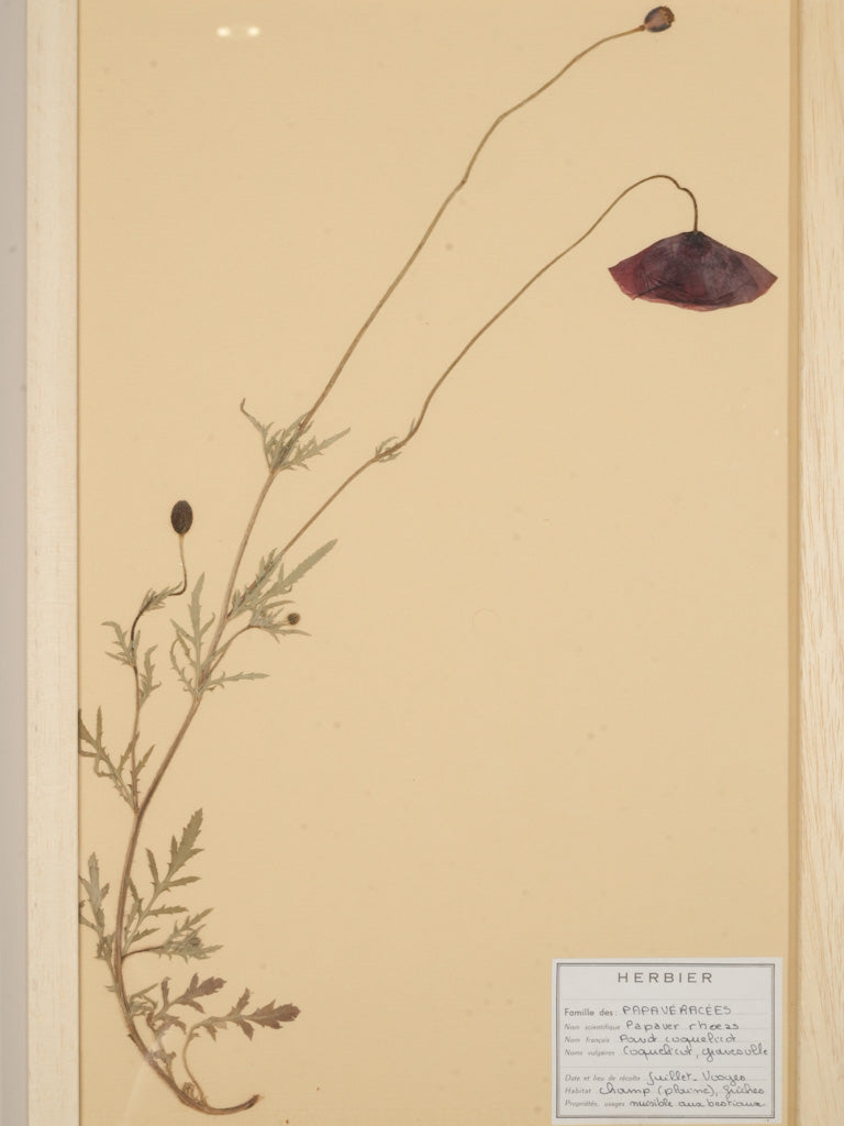 Handwritten labeled herbarium displays