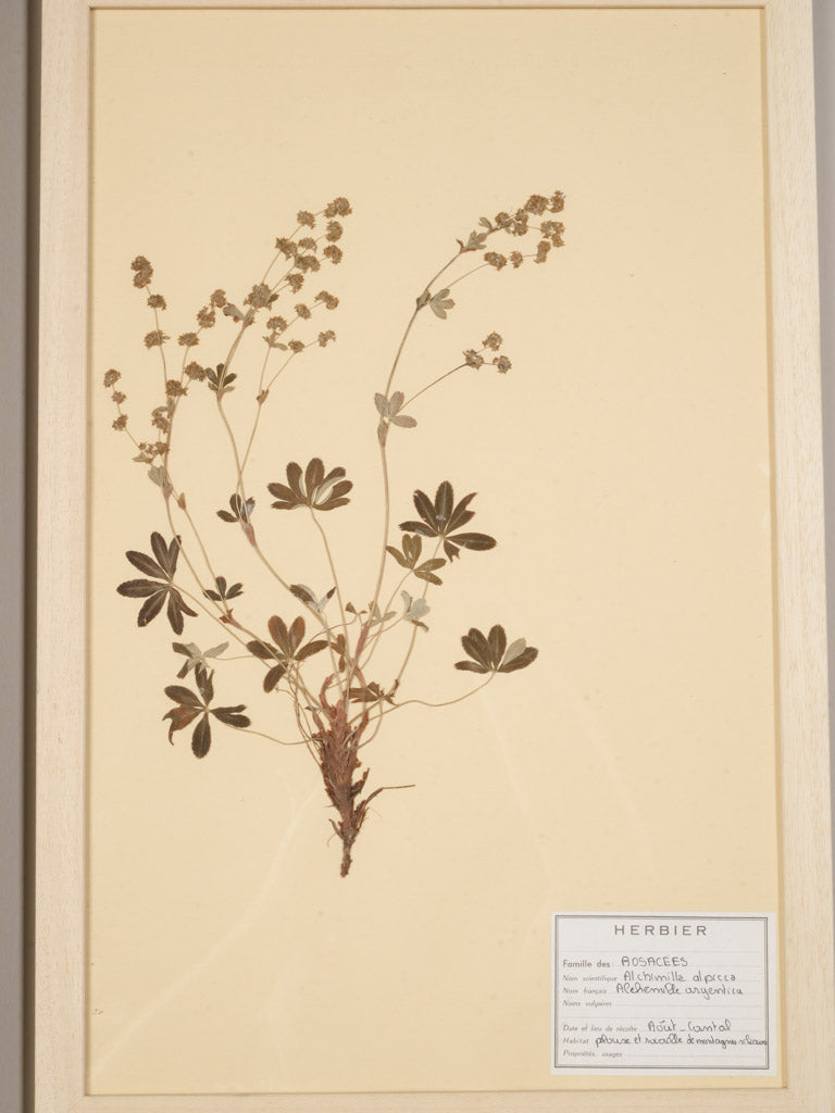 Foxed vintage French botanical prints