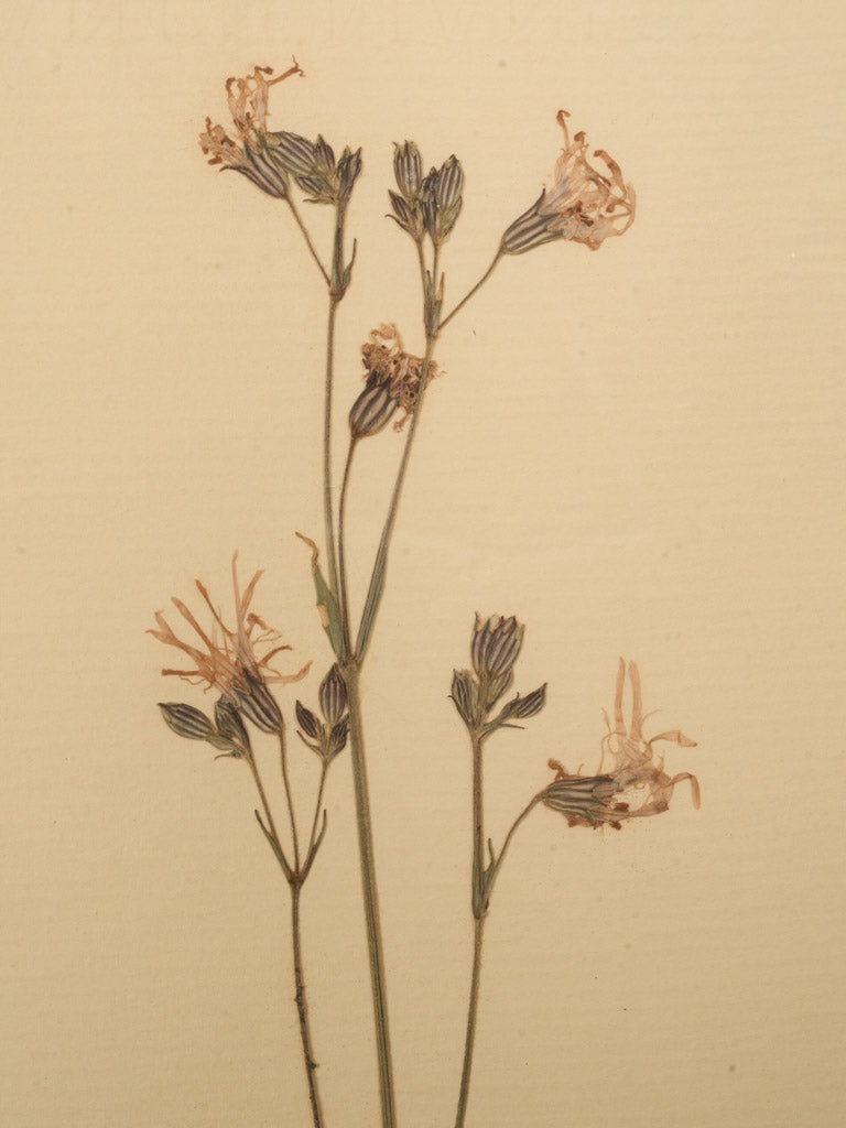 Gustavian style dried botanical art