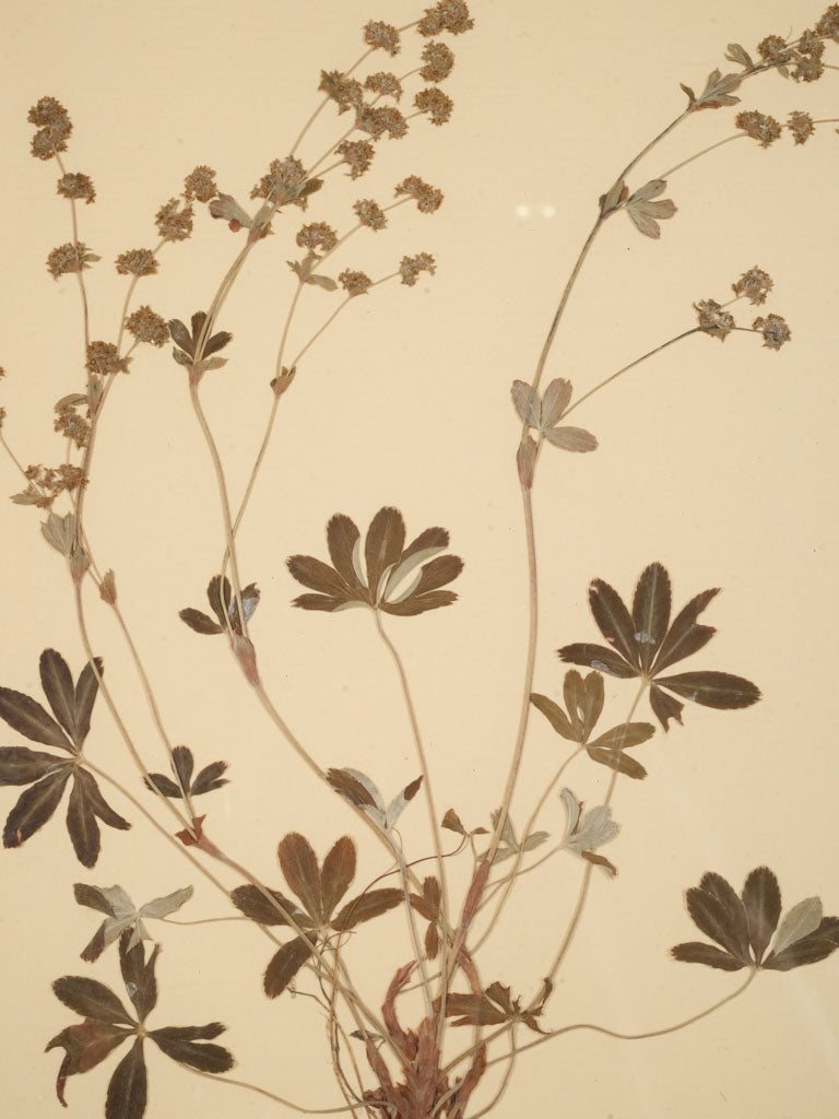 Neutral palette herbarium wall decor