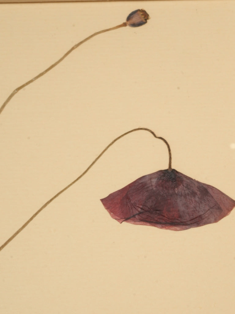 Authentic natural history herbarium collection