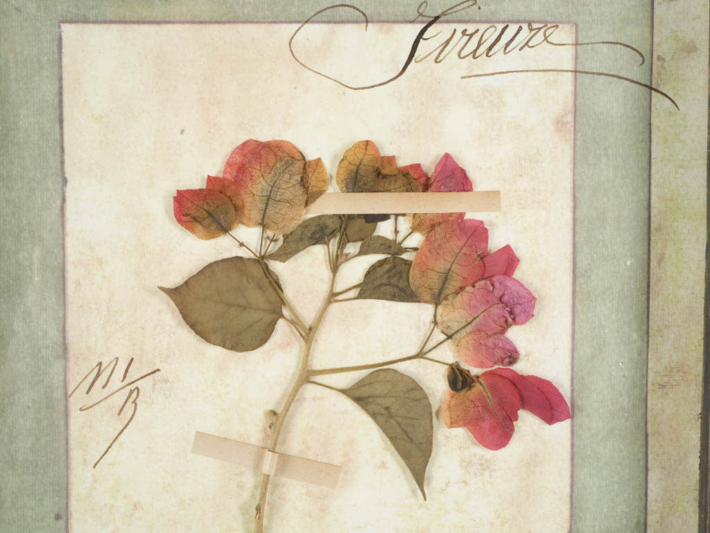 Muted sepia-toned botanical artwork